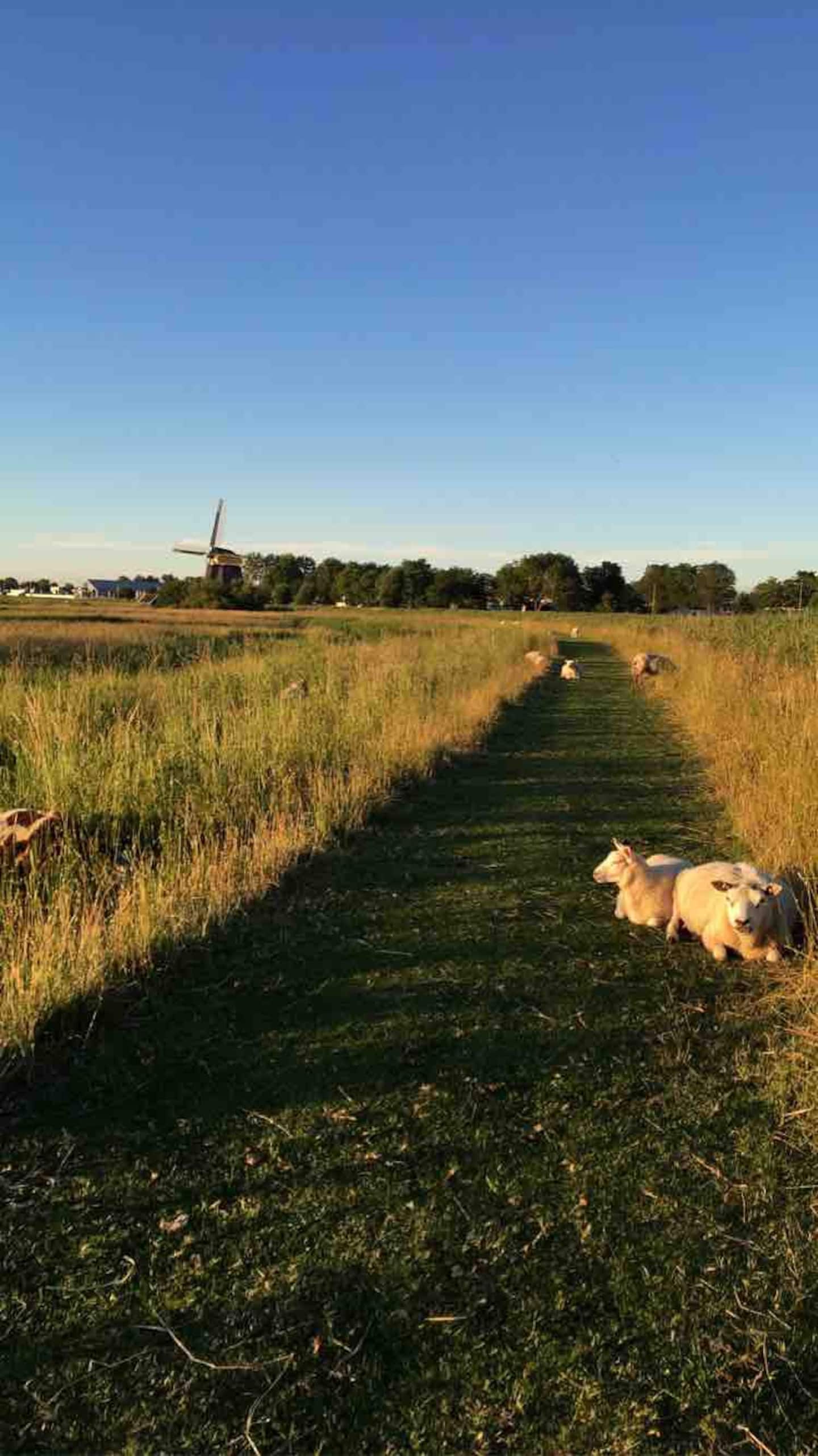 Looproute Oosterdijk langs de eilanden en de molen